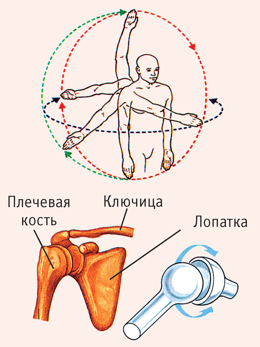 Рис. 4. Плечевой сустав (шаровидный): лопатка, плечевая кость